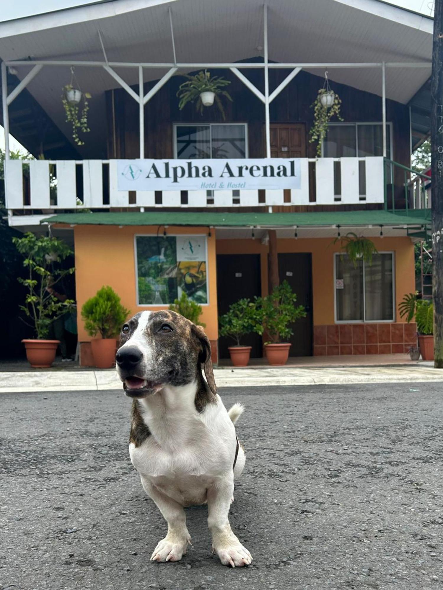 Alpha Arenal Hostel ラ・フォルトゥナ エクステリア 写真